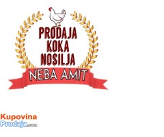 PRODAJA  KOKA NOSILJA