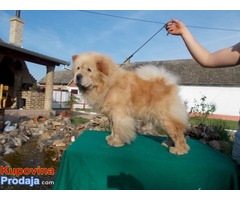 Chow Chow Cau Cau dva muzjaka za parenje - Fotografija 1/5