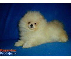 pomeranci - Fotografija 5/9