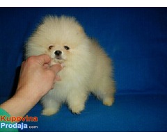 pomeranci - Fotografija 6/9