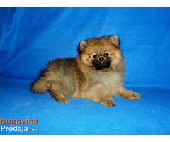 pomeranci - Fotografija 7/9