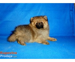 pomeranci - Fotografija 8/9