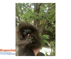 pomeranci - Fotografija 9/9