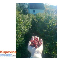 upis i prodaja maline polka