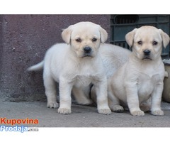 prodajem stenad labrador retrivera bele i crne boje - Fotografija 1/9