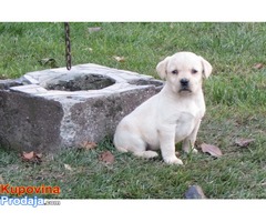 prodajem stenad labrador retrivera bele i crne boje - Fotografija 5/9