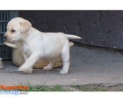 prodajem stenad labrador retrivera bele i crne boje - Fotografija 6/9