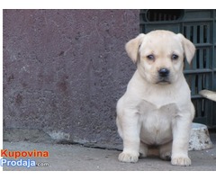 prodajem stenad labrador retrivera bele i crne boje - Fotografija 9/9