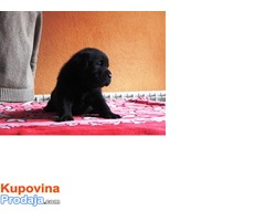 Prodajem stence labradora vrhunskog kvaliteta - Fotografija 5/7