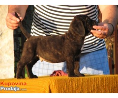 Cane corso, musko prvobirano stene - Fotografija 1/7