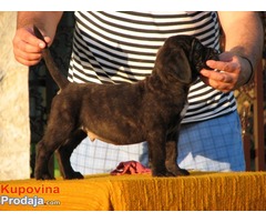 Cane corso, musko prvobirano stene - Fotografija 2/7