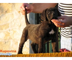 Cane corso, musko prvobirano stene - Fotografija 3/7