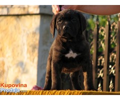 Cane corso, musko prvobirano stene - Fotografija 6/7