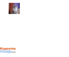 Sibirski macici Neva masqerade - Fotografija 3/8