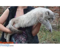 Sibirski macici Neva masqerade - Fotografija 6/8