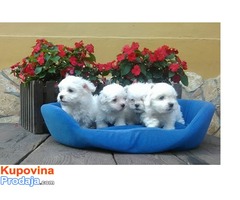 Momci MALTEZERA na prodaju