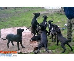 Puppies =Male and female= CANE CORSO štenad - Fotografija 2/8