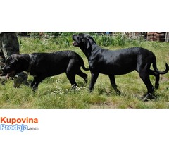 Puppies =Male and female= CANE CORSO štenad - Fotografija 6/8
