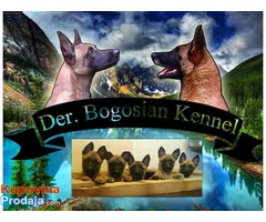 BELGIJSKI OVCAR - stenci i mladi pas