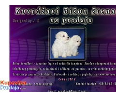 Kovrdžavi Bišon štenad na prodaju - Fotografija 1/2