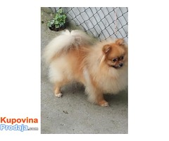 POMERANSKI SPIC-BOO - Fotografija 1/5