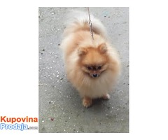 POMERANSKI SPIC-BOO - Fotografija 2/5