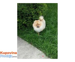 POMERANSKI SPIC-BOO - Fotografija 3/5