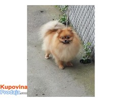 POMERANSKI SPIC-BOO - Fotografija 4/5