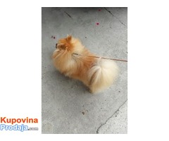 POMERANSKI SPIC-BOO - Fotografija 5/5