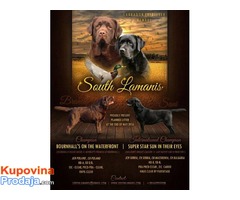 Labrador retriver stenad - izlozbenog potencijala