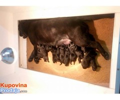 Labrador retriver stenad - izlozbenog potencijala