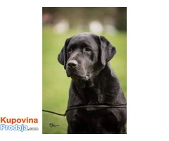Labrador retriver stenad - izlozbenog potencijala