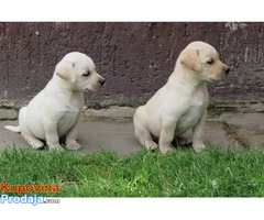 labrador retriver stenad - Fotografija 1/7