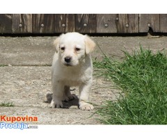 labrador retriver stenad - Fotografija 4/7