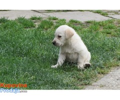 labrador retriver stenad - Fotografija 5/7