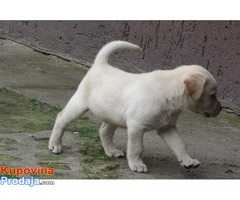 labrador retriver stenad - Fotografija 6/7
