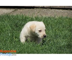 labrador retriver stenad - Fotografija 7/7