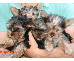 JORKSIRSKI TERIJER - stenci od sitnih roditelja