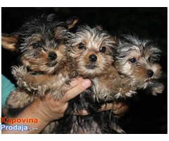 JORKSIRSKI TERIJER - stenci od sitnih roditelja