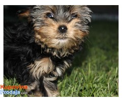 JORKSIRSKI TERIJER - stenci od sitnih roditelja
