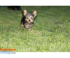 JORKSIRSKI TERIJER - stenci od sitnih roditelja - Fotografija 4/7