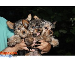 JORKSIRSKI TERIJER - stenci od sitnih roditelja - Fotografija 5/7