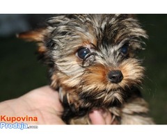JORKSIRSKI TERIJER - stenci od sitnih roditelja - Fotografija 6/7