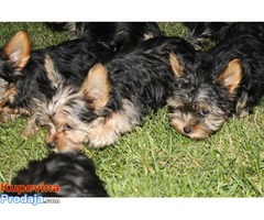 JORKSIRSKI TERIJER - stenci od sitnih roditelja - Fotografija 7/7