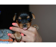 Stenci JORKSIRSKOG TERIJERA na prodaju - Fotografija 4/4