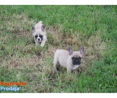 Francuski Buldog  - stenci - Fotografija 4/5