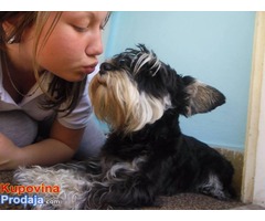 Crno-srebrni patuljasti SNAUCERI - Fotografija 4/5