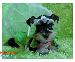 Crno-srebrni patuljasti SNAUCERI - Fotografija 5/5