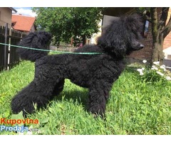 Velika PUDLA - crni muzjak - Fotografija 4/10