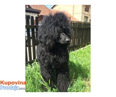 Velika PUDLA - crni muzjak - Fotografija 5/10